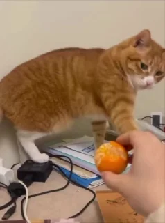 Video sticker 🌟 Больше стиков тут: @stikery4