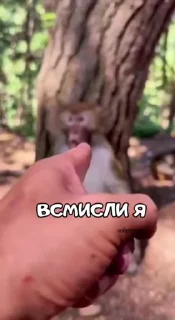 Video sticker 🌟 Больше стиков тут: @stikery4