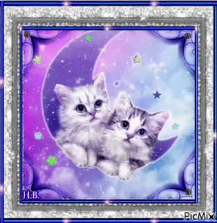 Video sticker 🌟 moikotekbird :: @fStikBot