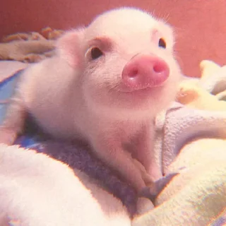Telegram sticker 🐽 @DCLUOVR ོ ✧₊