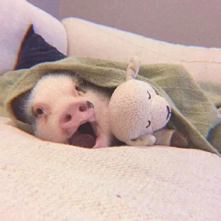 Telegram sticker 🐽 @DCLUOVR ོ ✧₊