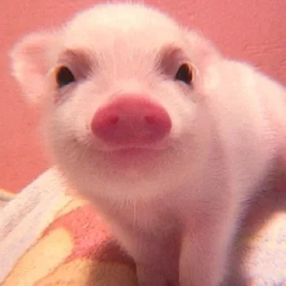 Video sticker 🐽 @DCLUOVR ོ ✧₊
