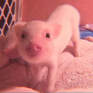 Video sticker 🐽 @DCLUOVR ོ ✧₊