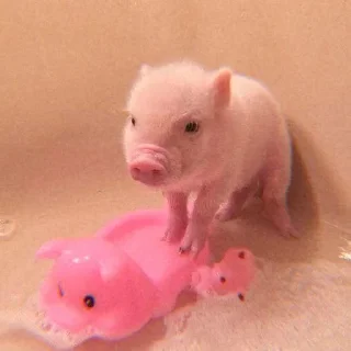 Video sticker 🐽 @DCLUOVR ོ ✧₊