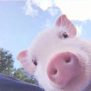 Telegram sticker 🐽 @DCLUOVR ོ ✧₊