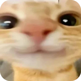 Video sticker 🤲 Gatinhos BY @Frogzinnn RVN