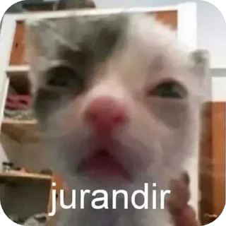 Telegram sticker 🐱 Gatinhos BY @Frogzinnn RVN