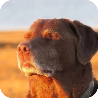 Telegram sticker 🐶 @objecction ’s shithole.