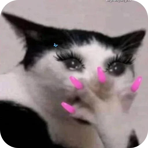 Telegram sticker 🐱 𝐀𝐢𝐫𝐚𓍯