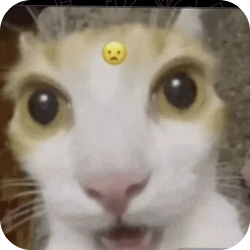 Telegram sticker 👍 FUNNY | MEMES PACK