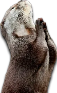 Telegram sticker 🙏 Gatuspi