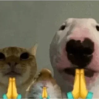 Sticker 🙏 Cat Memes
