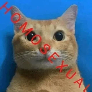 Telegram sticker 😐 Cat Memes