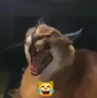 Video sticker 😐 Cat Memes