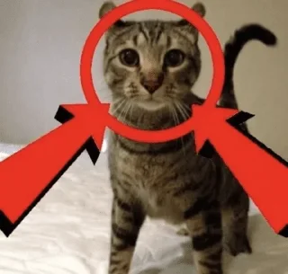 Video sticker 😐 Cat Memes