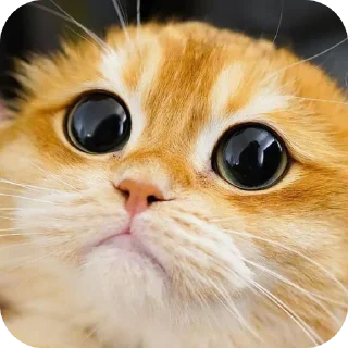 Telegram stiker 🐱 𓆩〭〬 @ABOUT_MORISH 𓆪 @SWORD_NETWORK