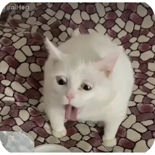 Video sticker 👍 Lita's pack