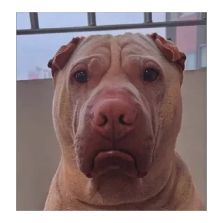 Video sticker 🐶 dizzysluts
