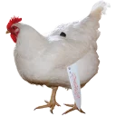 Telegram sticker 🐓 Куры