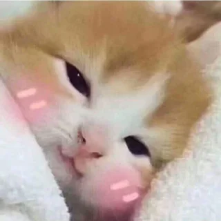 Sticker 😊 Kittos