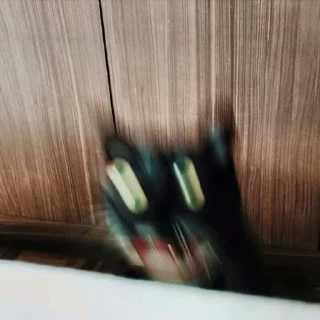 Video sticker 😧 Kittos