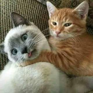 Telegram sticker 😠 Kittos