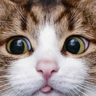 Telegram sticker 😝 Kittos