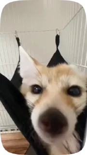 Телеграм стикер 👃 Dammys gifs :: @fStikBot