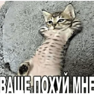 Video sticker 😴 MeowMeou by @vladthinks