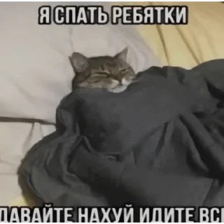 Video sticker 😴 MeowMeou by @vladthinks