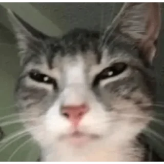 Telegram sticker 😑 MeowMeou by @vladthinks