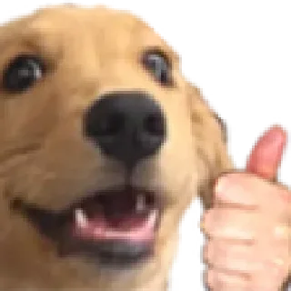 Telegram stiker 🐶 Kle bisteck @KleConfleiz