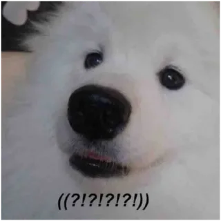 Telegram sticker 🐶 Eternal pack — @stckrRobot