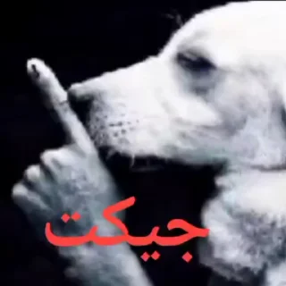 Video sticker 🌟 @cuIlrn از گیف متنفرم