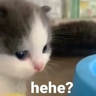 Video sticker 🤔 Hehe