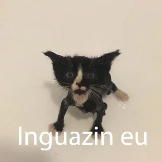 Video sticker 🌟 @gifki | felipau II