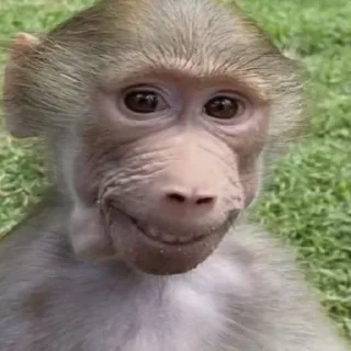 Telegram stiker 🌟 @gifki | felipau II