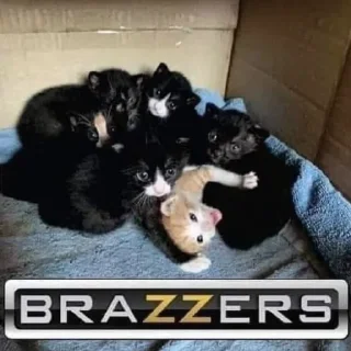 Video sticker 🌟 @gifki | felipau II