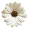 Sticker 💐 @adherrnce