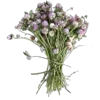 Video sticker 💐 @adherrnce