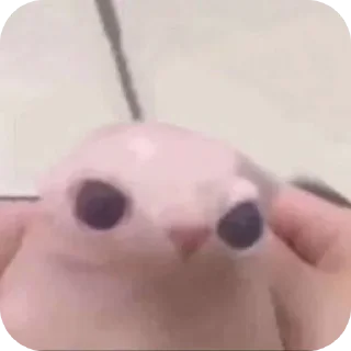 Video sticker 🤲 حزمه رامي القادح😘 :: @fStikBot