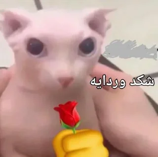 Телеграм стикер 🌹 حزمه رامي القادح😘 :: @fStikBot