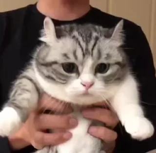 Телеграм стикер 😺 😸Kitten 2 گوربه😸 @SharedNewFolder
