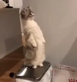 Телеграм стикер 😺 😸Kitten 2 گوربه😸 @SharedNewFolder