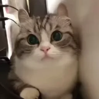 Телеграм стикер 😺 😸Kitten 2 گوربه😸 @SharedNewFolder