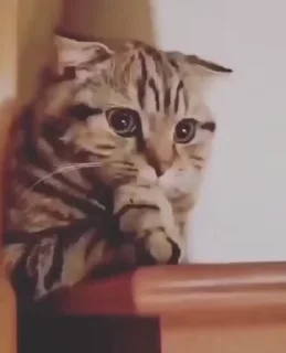 Телеграм стикер 😺 😸Kitten 2 گوربه😸 @SharedNewFolder