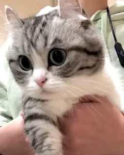 Телеграм стикер 😺 😸Kitten 2 گوربه😸 @SharedNewFolder