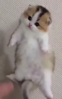 Телеграм стикер 😺 😸Kitten 2 گوربه😸 @SharedNewFolder
