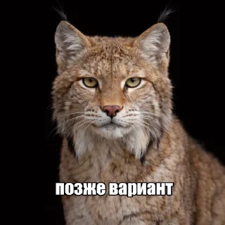 Телеграм стикер ☺️ + weib @gewwissensbisse