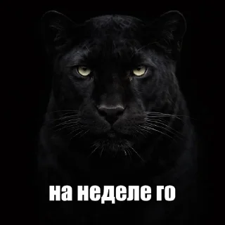 Телеграм стикер ☺️ + weib @gewwissensbisse
